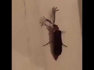 A BITCH A EYELASH BUG (ORIGINAL)?