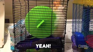 Hamster Doing A Loop De Loop - NatGeo Kids!