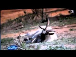 Best of FAINTING GOATS