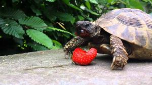 Turtle eats strawberry