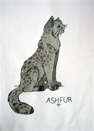 how much do you know about ashfur?