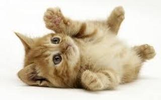 How much do you know about domestic cats!