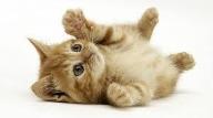 How much do you know about domestic cats!