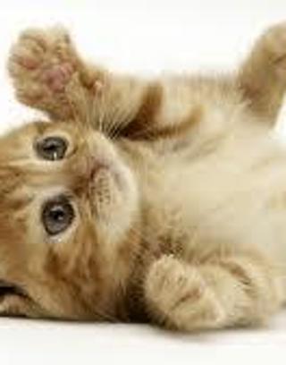 How much do you know about domestic cats!