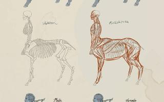 Mythical Creatures: Centaur Quiz