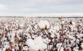 Cotton History Quiz