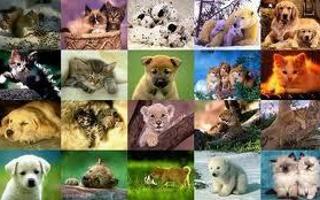 What kind of animal are you? (1)