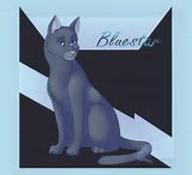 Warriors quiz, how well do you know Bluestar?