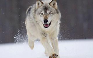 how much do you know about wolves