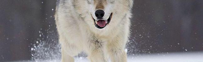 how much do you know about wolves