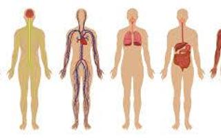 the human body