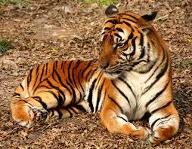 How Well Do YOU Know the Amur Tiger?