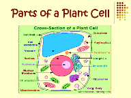 Simple Biology of Cells