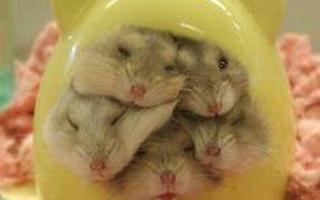 Which one of my hamsters are YOU?  :3