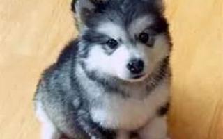 How much do you know about Huskies?