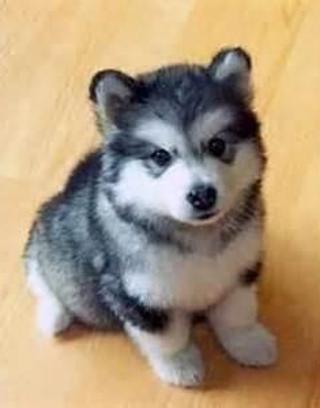 How much do you know about Huskies?