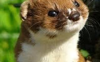 Weasel Quiz