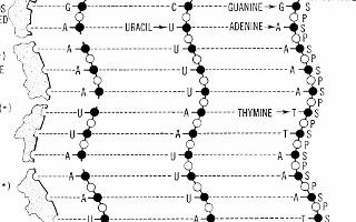 Biology Basics Quiz