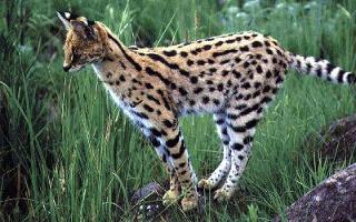 How much do you know about servals?