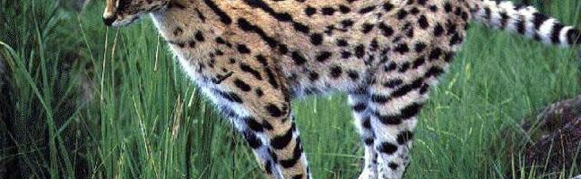 How much do you know about servals?