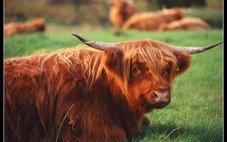 SCOTLAND ANIMALS