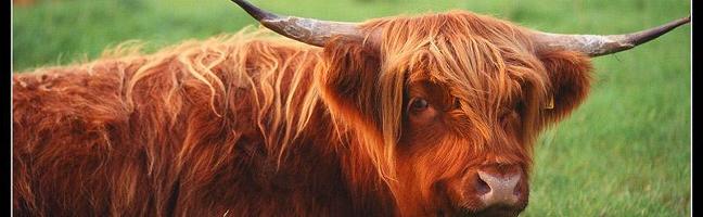 SCOTLAND ANIMALS