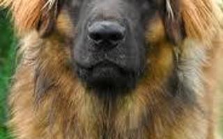 how much do you know about leonbergers?