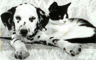 how well do you know the breed? - Dalmatian