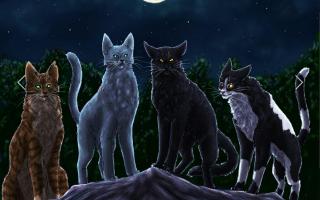 Warrior Cats What Clan Are You In? (1)