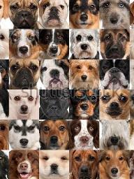 What dog are you? (5)