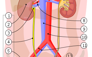 Urinary System