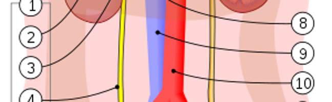 Urinary System