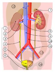 Urinary System