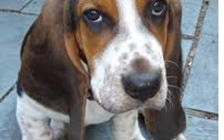 Would you make a good Basset Hound onwer?