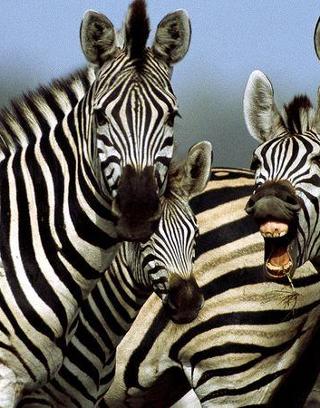 The Zebra Quiz