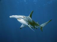 Hammerhead Sharks