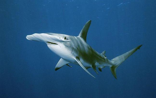 Hammerhead Sharks