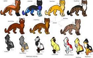 What is your warrior cat name? (4)