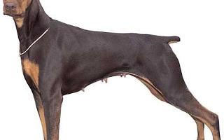 How much do you know about Dobermens