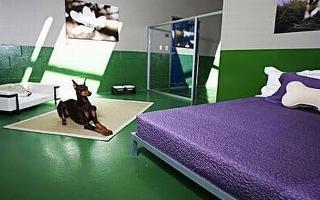 I Wanna Run a Dog Hotel!