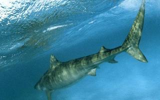 tiger sharks