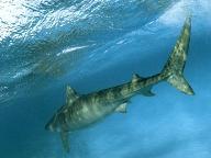 tiger sharks