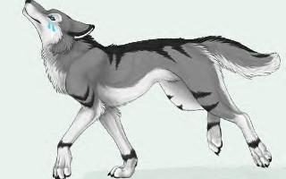 Would Silverstorm(my imaginary pet wolf) like you?