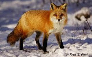 what fox r u like( defines the personality of the animal u r