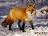 what fox r u like( defines the personality of the animal u r