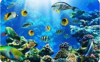 Discover Your Inner Marine Animal (2)