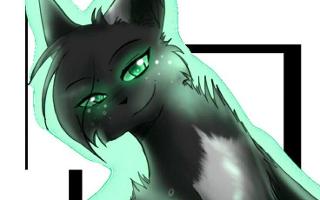 Do you love Hollyleaf?