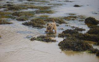 how well do you know the breed? - Border Terrier