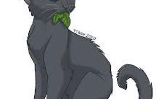 Are you a good medicine cat!? (Warrior Cats)