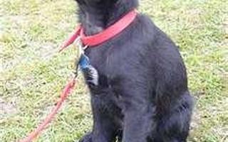 how well do you know the breed? - Patterdale Terrier